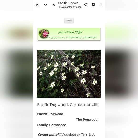 Yosemite National Park Glass Plate Dish Ahwahnee Dogwood Blossoms Square Pink - Picture 5 of 15